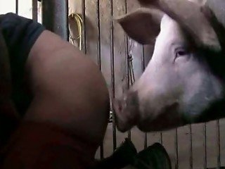 Bitch stays on all four while big is drilling her from behind