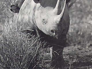 Hot male rhinoceroses get on top of females and hump them from behind