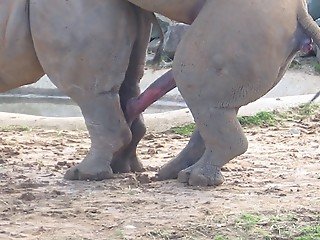 Big rhinos play their mating games everywhere in savanna