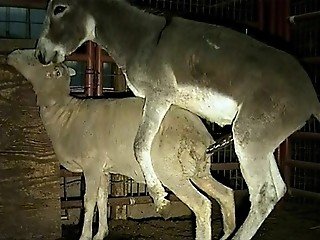 Aroused donkey with long tool nails petite mare from behind