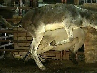 Aroused donkey nails petite mare with his enormous cock