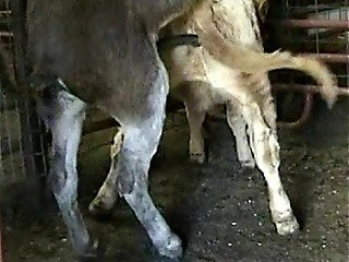 Horses get rid of sexual tension with ships in farm video