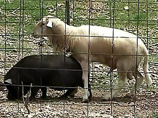 White sheep takes advantage of black pig's vagina and fucks it