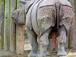 Excited rhinoceros penetrate their partners in doggystyle