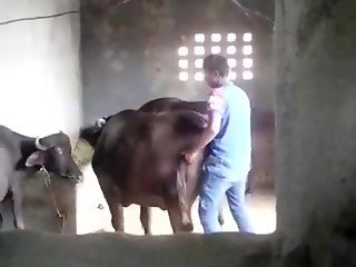 Amateur zoophile went in barn to anally penetrate big cow