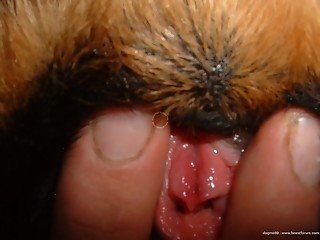 Lovely pet loves when naughty owner stimulates his tight asshole