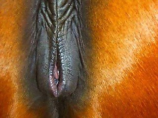 Gallery where various stallions expose their round assholes
