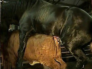 Big black horse gets on top of cow and shoves huge dick inside